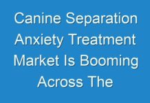 Canine Separation Anxiety Treatment Market Is Booming Across The Globe Explored In Latest Research 2028