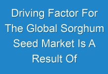 Driving Factor For The Global Sorghum Seed Market Is A Result Of Increase In Sorghum Seed In Daily Diet