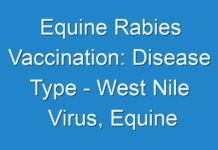Equine Rabies Vaccination: Disease Type – West Nile Virus, Equine Rabies, Potomac Horse Fever, Tetanus, Equine Influenza, Equine Herpes Virus