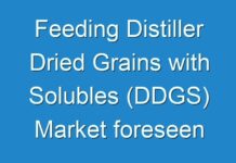 Feeding Distiller Dried Grains with Solubles (DDGS) Market foreseen to grow exponentially over 2031