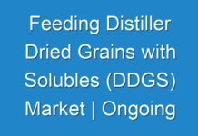 Feeding Distiller Dried Grains with Solubles (DDGS) Market | Ongoing Trends, Recent Developments & Forecast till 2028