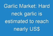 Garlic Market: Hard neck garlic is estimated to reach nearly US$ 13,000 million revenue by 2024 end