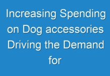 Increasing Spending on Dog accessories Driving the Demand for Interactive Dog Toys Market through 2031