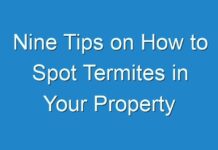 Nine Tips on How to Spot Termites in Your Property