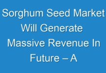 Sorghum Seed Market Will Generate Massive Revenue In Future – A Comprehensive Study On Key Players 2025