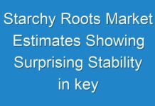 Starchy Roots Market Estimates Showing Surprising Stability in key Business Segments till 2028
