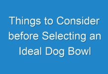 Things to Consider before Selecting an Ideal Dog Bowl